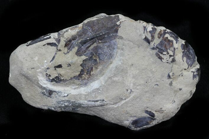 Fossil Lobster (Meyeria) - Cretaceous, Isle of Wight #30773
